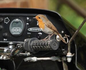 Robin on the handlebar